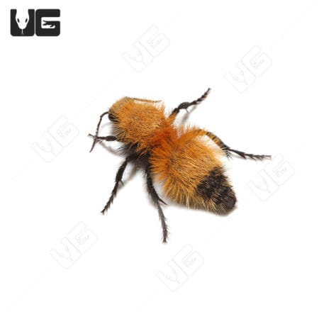 Sonoran Bumblebee Velvet Ant (Dasymutilla arenivaga)