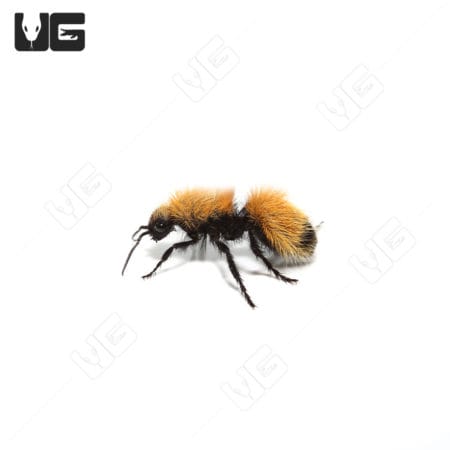 Sonoran Bumblebee Velvet Ant (Dasymutilla arenivaga)