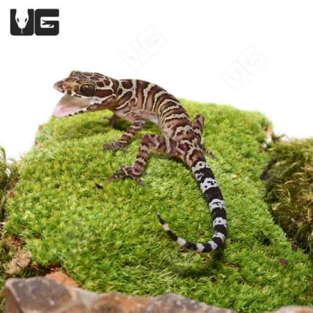 Close-up of a Striped Pegu Forest Gecko on mossy surface.