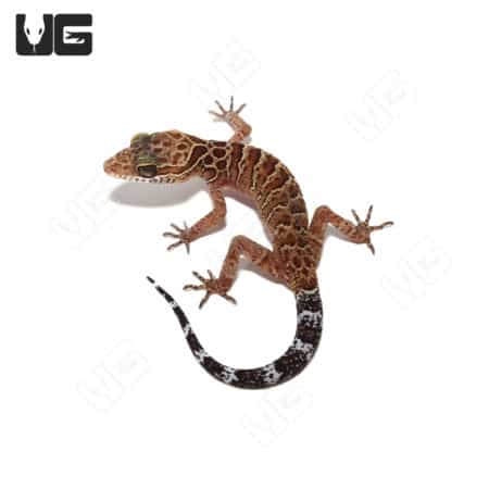 Striped Pegu Forest Gecko showcasing vibrant markings and unique tail pattern.