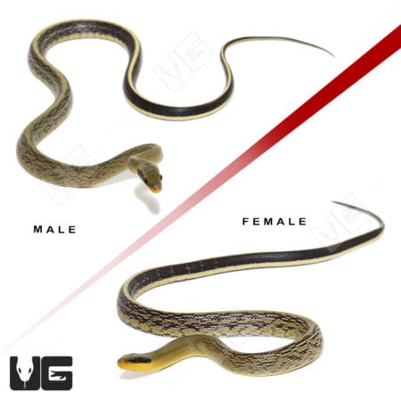 Sumatran Cave Ratsnake male and female, showcasing their distinctive markings and coloration.