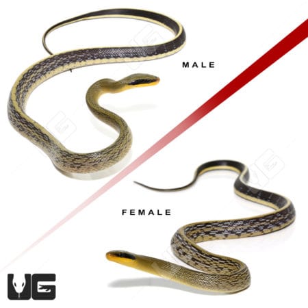 Sumatran Cave Ratsnake (Orthriophis taeniurus grabowskyi) For Sale - Underground Reptiles