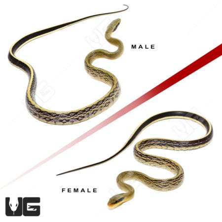 Sumatran Cave Ratsnake (Orthriophis taeniurus grabowskyi) For Sale - Underground Reptiles