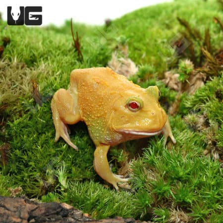 Super Pikachu Pacman Frogs (Ceratophrys cranwelli) for sale - Underground Reptiles