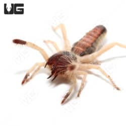 Tricolor Sun Spider (Rhagoderma tricolor) For Sale - Underground Reptiles