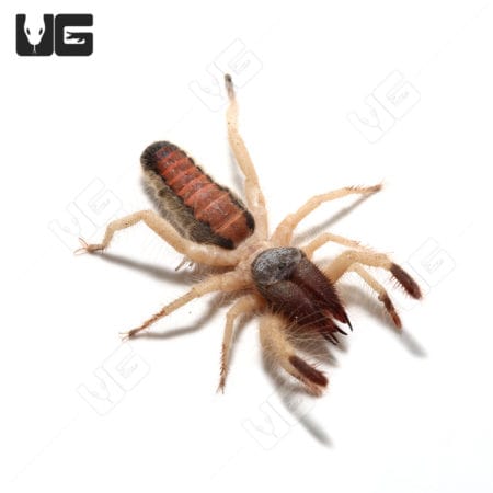 Tricolor Sun Spider (Rhagoderma tricolor) For Sale - Underground Reptiles