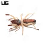 Tricolor Sun Spider (Rhagoderma tricolor) For Sale - Underground Reptiles