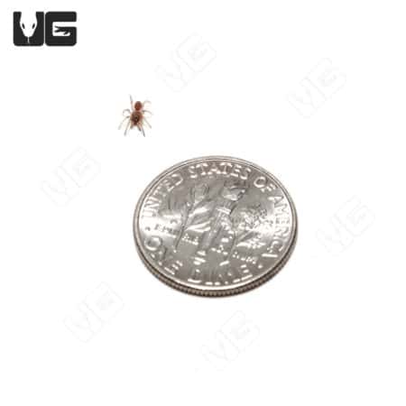 Tube Trapdoor Spiders (Damarchus workmani) For Sale - Underground Reptiles