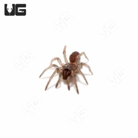 Tube Trapdoor Spiders (Damarchus workmani) For Sale - Underground Reptiles