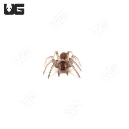 Tube Trapdoor Spiders (Damarchus workmani) For Sale - Underground Reptiles