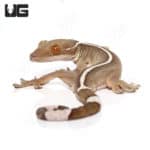 Solomon Island Dwarf White Lined Geckos (Gekko vittatus) For Sale - Underground Reptiles