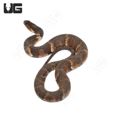 Yearling Broad Banded Water Snakes (Nerodia fasciata confluens) For Sale - Underground Reptiles