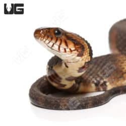 Yearling Broad Banded Water Snakes (Nerodia fasciata confluens) For Sale - Underground Reptiles