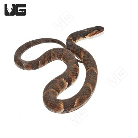 Yearling Broad Banded Water Snakes (Nerodia fasciata confluens) For Sale - Underground Reptiles
