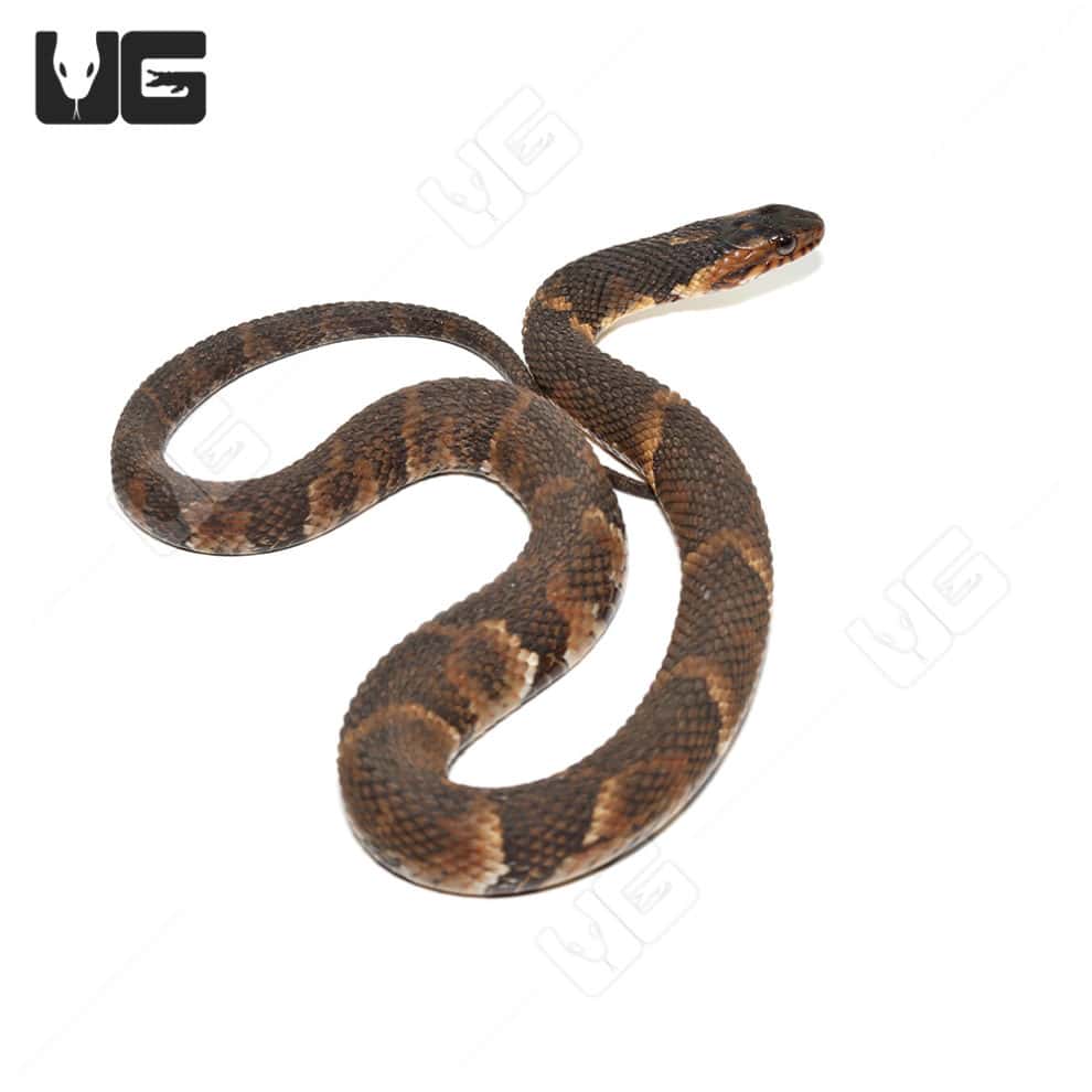 Baby Broad Banded Water Snake For Sale Underground Reptiles