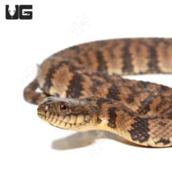 Diamondback Water Snakes (Nerodia sp.) For Sale - Underground Reptiles