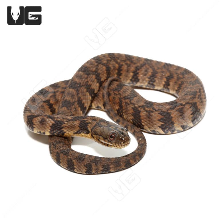 Diamondback Water Snake For Sale - Underground Reptiles