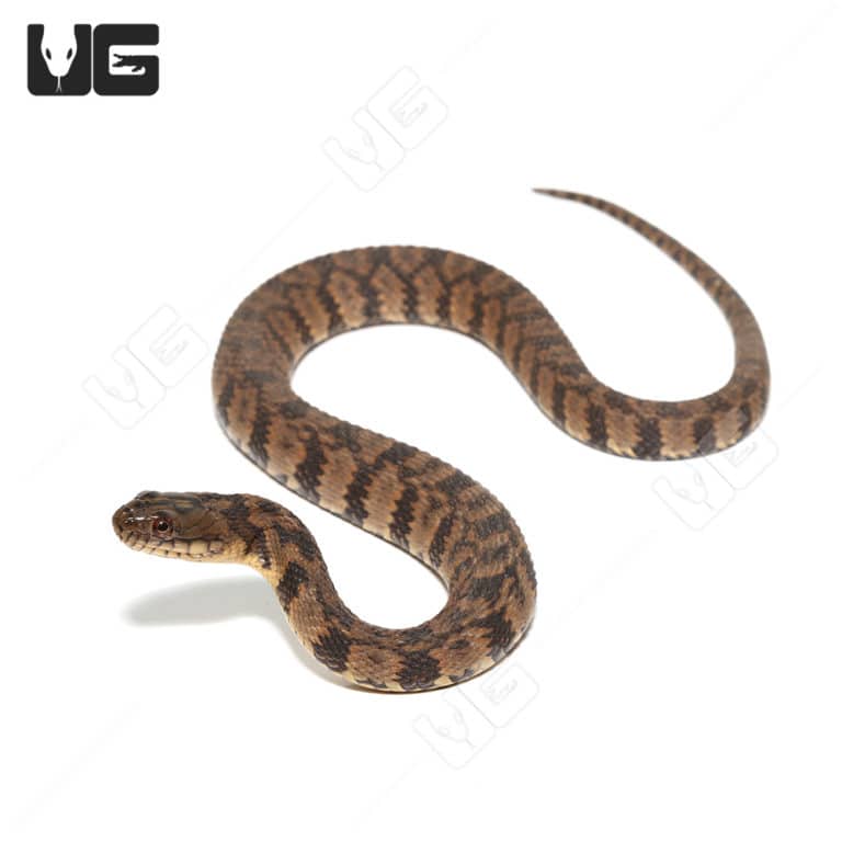 Diamondback Water Snake For Sale - Underground Reptiles