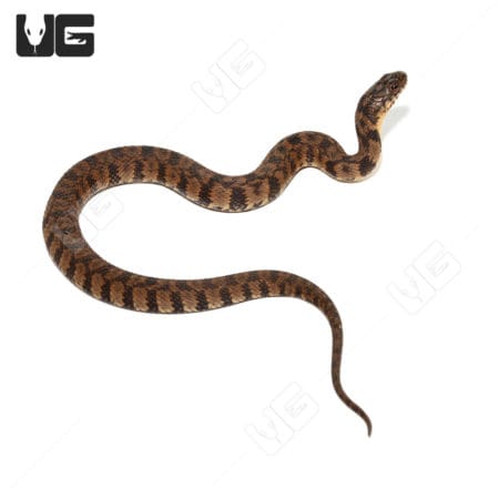 Diamondback Water Snake For Sale - Underground Reptiles