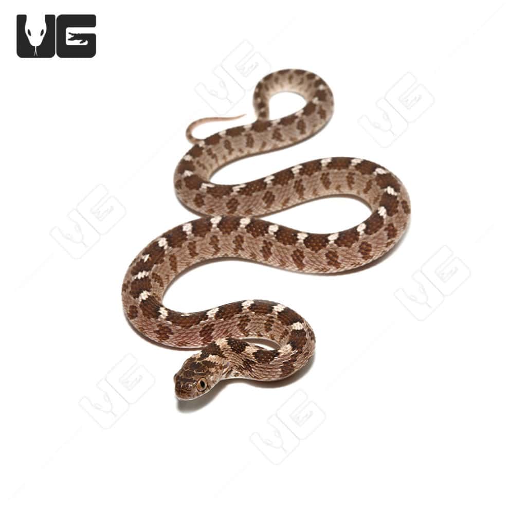 Yearling Egyptian Egg Eating Snake (Dasypeltis bazi) For Sale