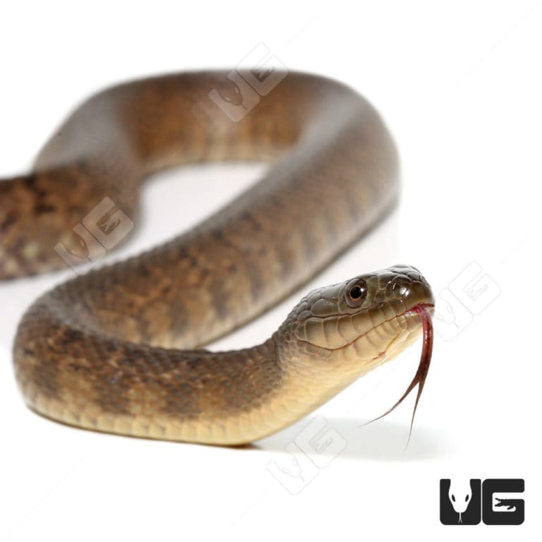 Green Water Snakes For Sale Underground Reptiles