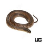 Green Water Snakes (Nerodia taxispilota) For Sale - Underground Reptiles