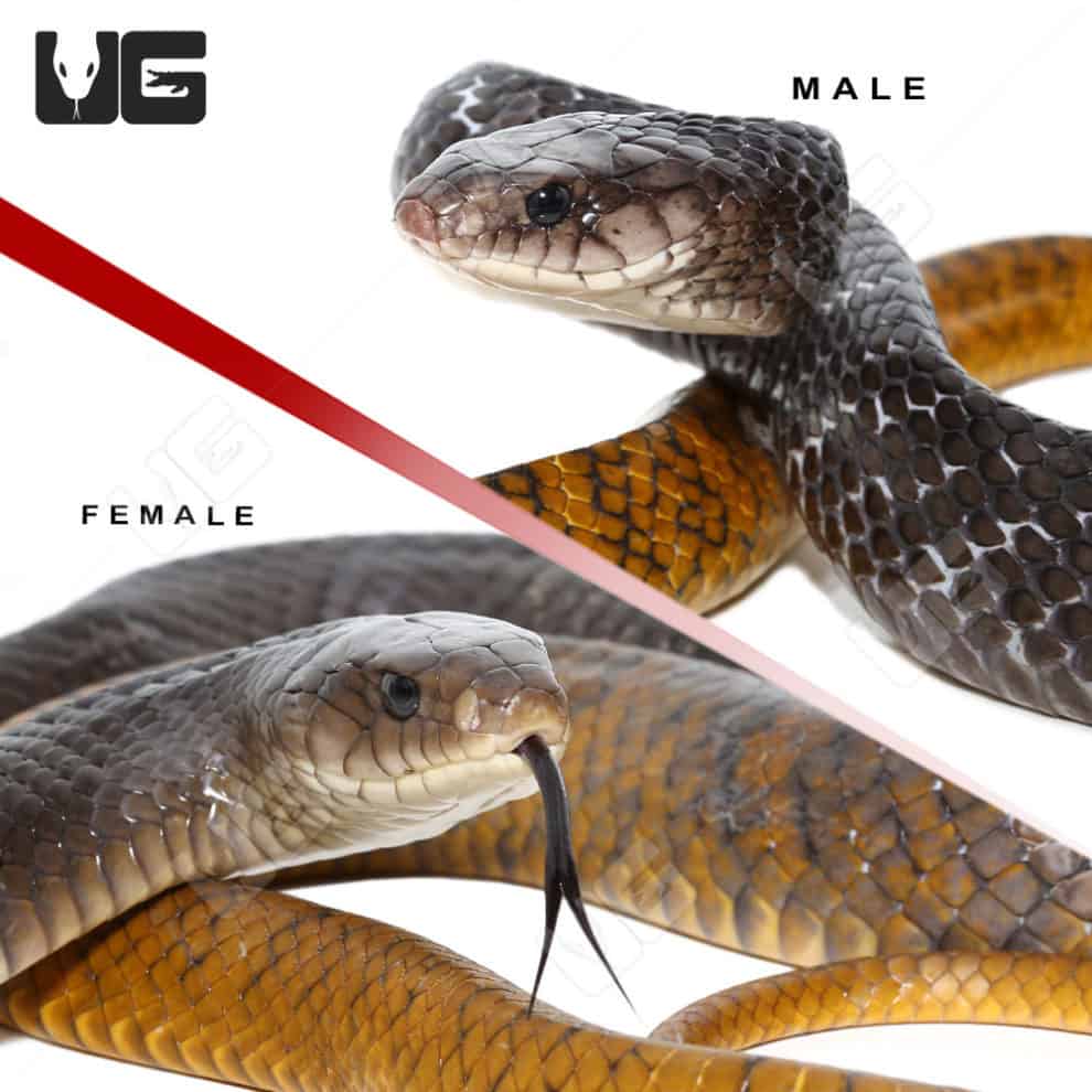 Yellowtail Cribo For Sale Underground Reptiles