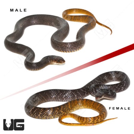 Yellowtail Cribo Pair (Drymarchon corais)