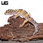 Adult Leopard Geckos (Eublepharis macularius)