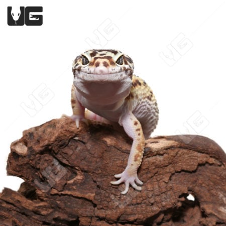 Adult Leopard Geckos (Eublepharis macularius)