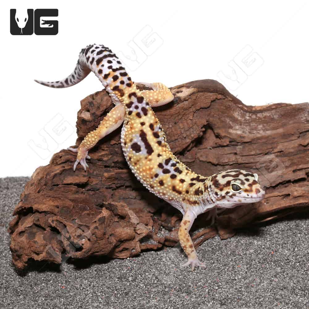 Adult Leopard Geckos (Eublepharis macularius)