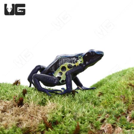 Adult Blueback Sipaliwini Dart Frog on mossy surface.
