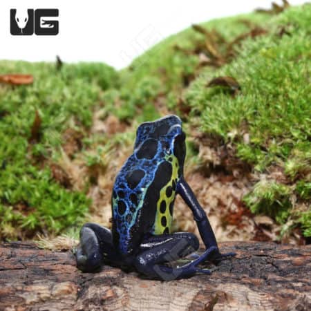 Adult Blueback Sipaliwini Dart Frog in natural habitat.