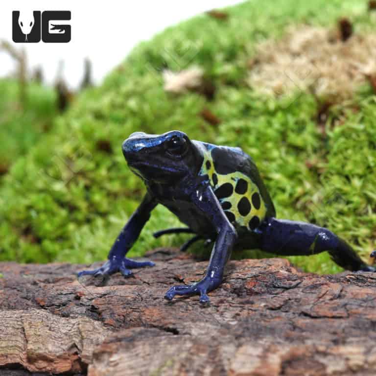 Adult Green Sipaliwini Dart Frogs For Sale Underground Reptiles