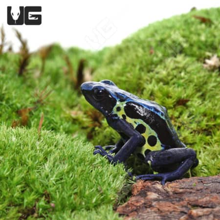Adult Blueback Sipaliwini Dart Frog on mossy ground.