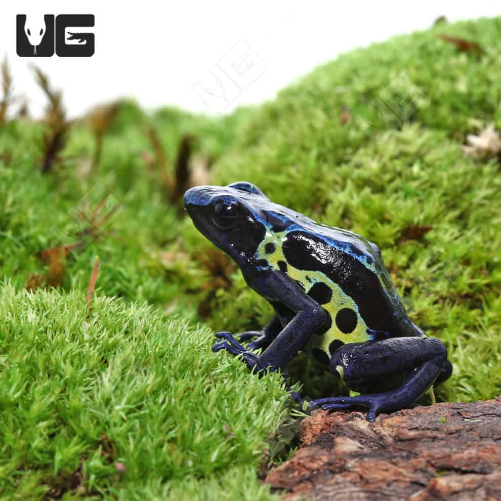 Adult Green Sipaliwini Dart Frogs For Sale Underground Reptiles