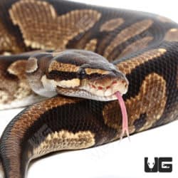 Adult Female Cinnamon Yellowbelly Ball Python (Python regius)