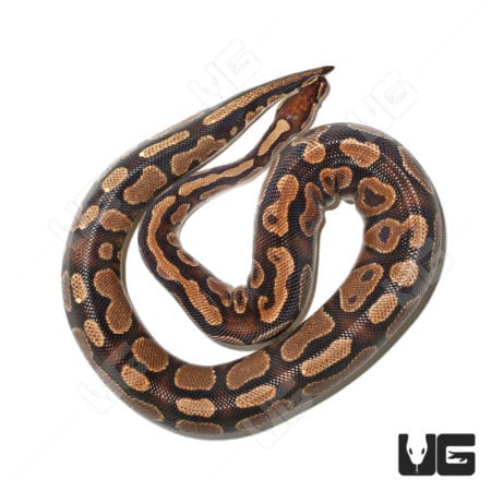 Adult Female Cinnamon Yellowbelly Ball Python (Python regius)