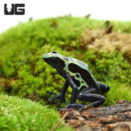 Adult green Sipaliwini dart frog on mossy log in natural habitat.