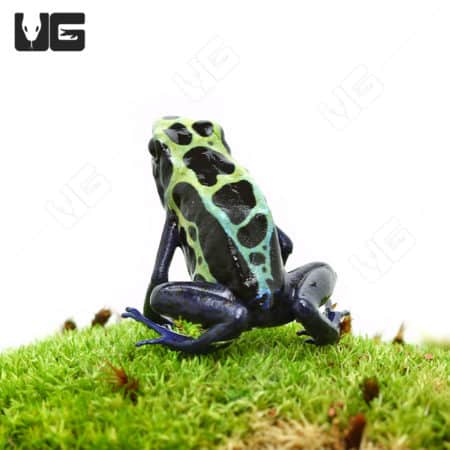 Adult Green Sipaliwini Dart Frogs (Dendrobates tinctorious) For Sale - Underground Reptiles