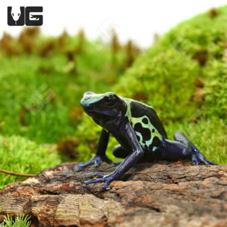 Adult Green Sipaliwini Dart Frogs (Dendrobates tinctorious) For Sale - Underground Reptiles