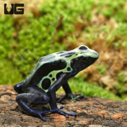 Adult Green Sipaliwini Dart Frogs (Dendrobates tinctorious) For Sale - Underground Reptiles
