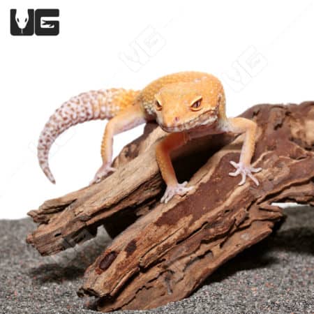 Adult Hypo Albino Leopard Geckos (Eublepharis macularius)