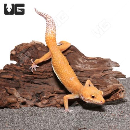 Hypo Albino Leopard Gecko on wood, showcasing vibrant orange and yellow coloration.