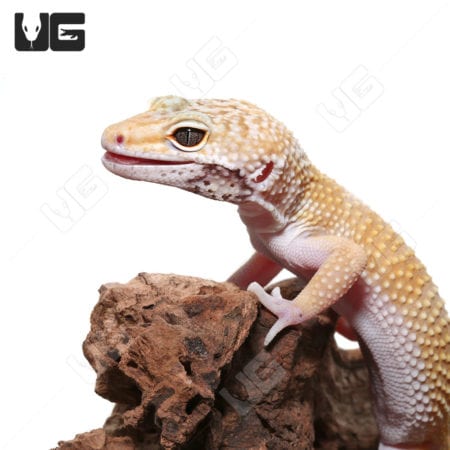 Hypo Carrot Tail Leopard Gecko on rock, vibrant coloration, detailed scales.