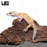Adult Hypo Carrot Tail Leopard Gecko (Eublepharis macularius) For Sale - Underground Reptiles