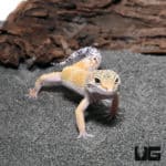 Adult Hypo Carrot Tail Leopard Gecko (Eublepharis macularius) For Sale - Underground Reptiles