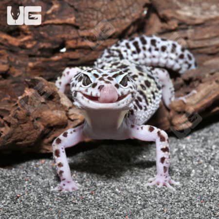Adult Mack Snow Leopard Gecko in natural habitat.