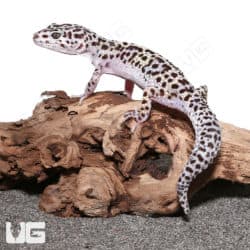 Adult Mack Snow Leopard Geckos (Eublepharis macularius) For Sale - Underground Reptiles