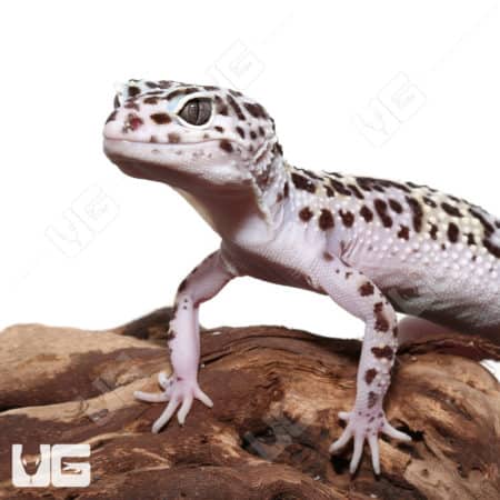 Adult Mack Snow Leopard Gecko with distinctive white and black markings.